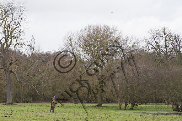 Sheering Shoot 13.1.15-17