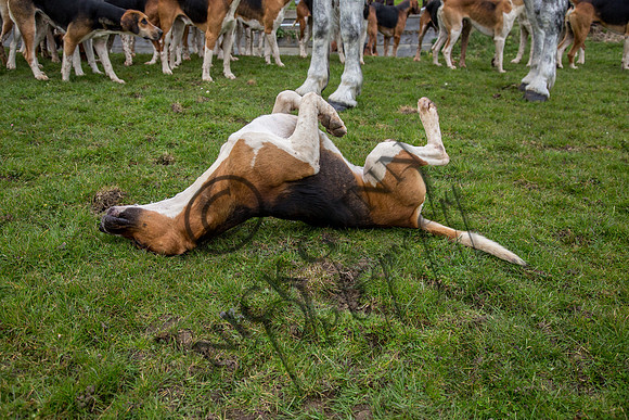 Essex Hunt 16.3.15-21