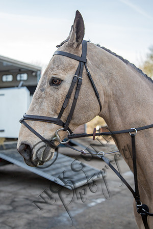 Essex Hunt 2.2.15-8