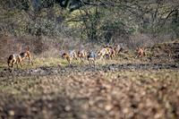Essex Hunt 13.2.17 -20