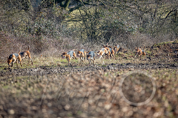Essex Hunt 13.2.17 -20