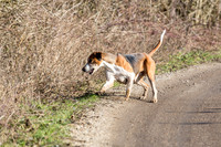 Essex Hunt 13.2.17 -2