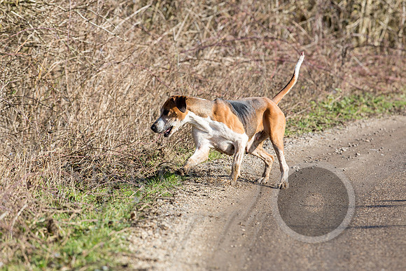 Essex Hunt 13.2.17 -2