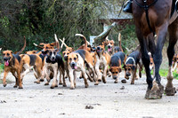Essex Hunt 28.11.15