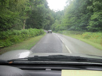 New forest 2010