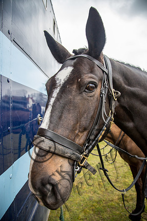 Essex Hunt 16.3.15-12