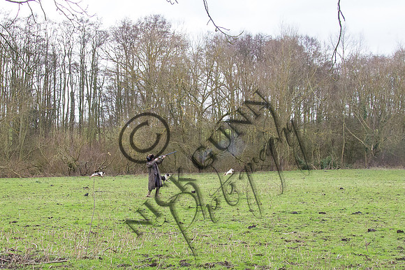 Sheering Shoot 13.1.15-24