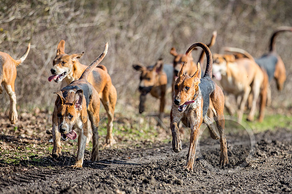 Essex Hunt 13.2.17 -22