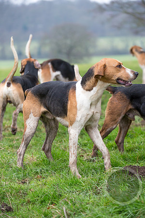 Essex Hunt 1.1.15-22