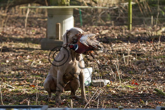 Sheering Shoot 13.1.15-9