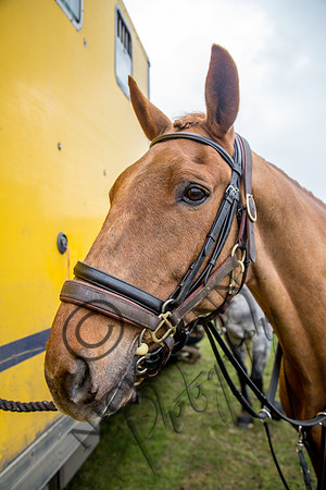 Essex Hunt 16.3.15-6