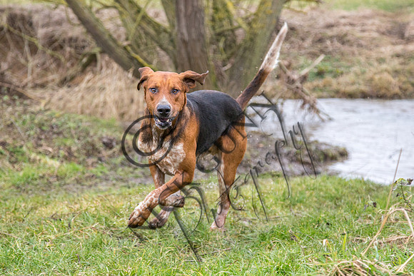 Essex Hunt 11.2.15-10