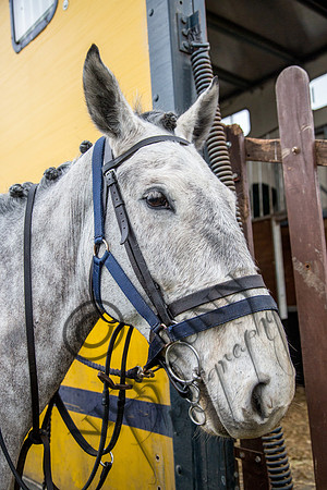 Essex Hunt 16.3.15-7