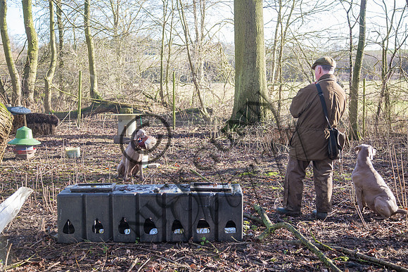 Sheering Shoot 13.1.15-11