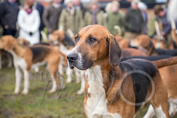 Essex Hunt 25.2.15-43