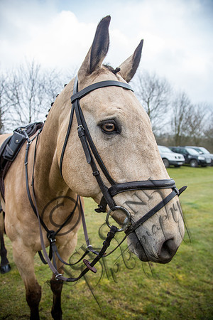 Essex Hunt 16.3.15-11