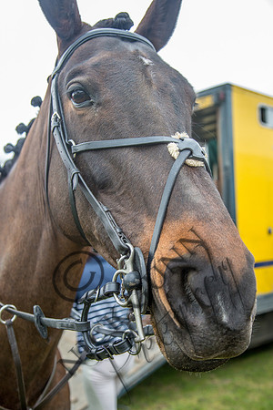 Essex Hunt 16.3.15-4