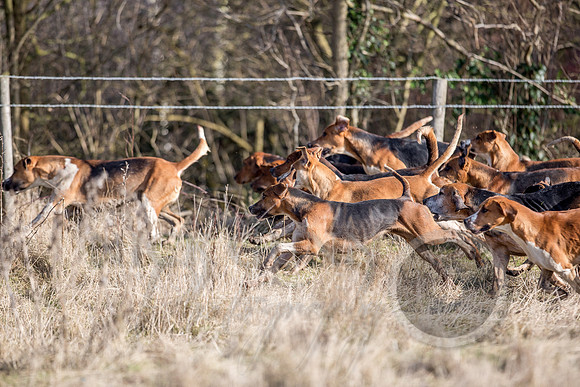 Essex Hunt 13.2.17 -47