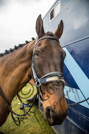 Essex Hunt 16.3.15-13