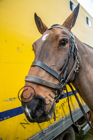 Essex Hunt 16.3.15-5