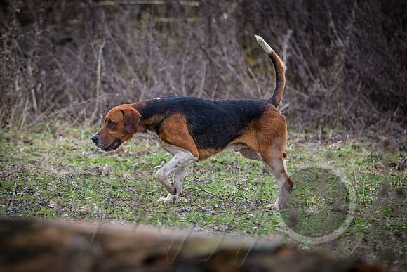 Hunt 22.2.17 farmers meet-45