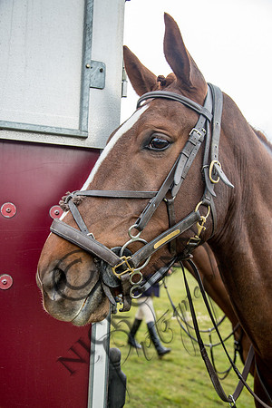 Essex Hunt 16.3.15-10